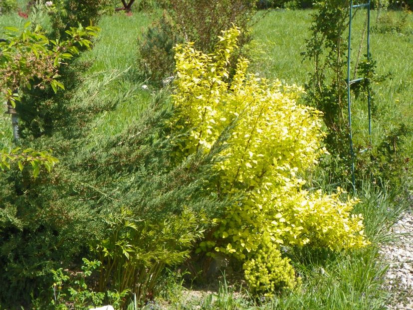 physocarpus Dart's Gold - z-Dobarland 2018