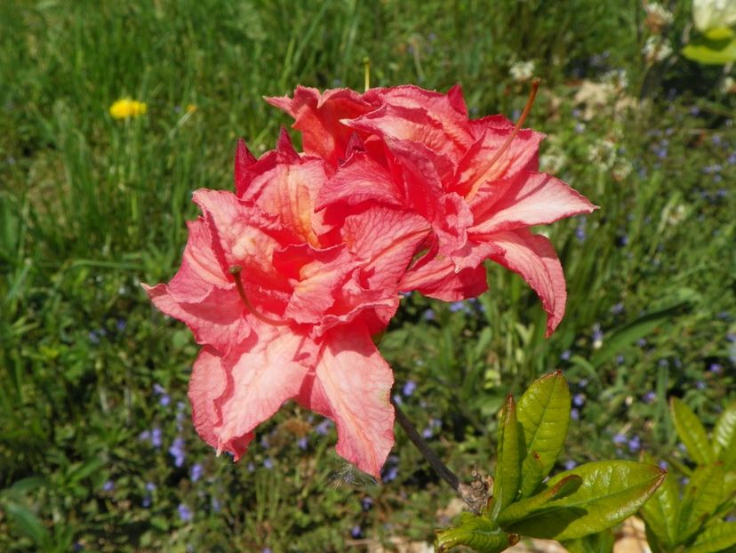 azalea Corneille - z-Dobarland 2018