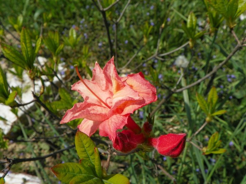 azalea Corneille - z-Dobarland 2018