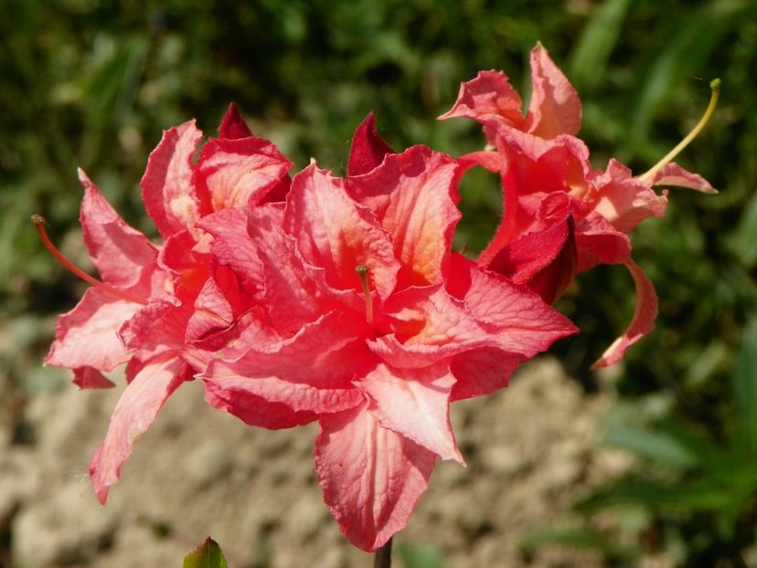 azalea Corneille - z-Dobarland 2018