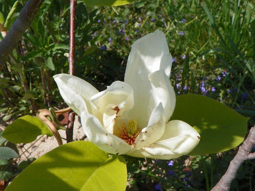 magnolia Yellow Lantern - z-Dobarland 2018