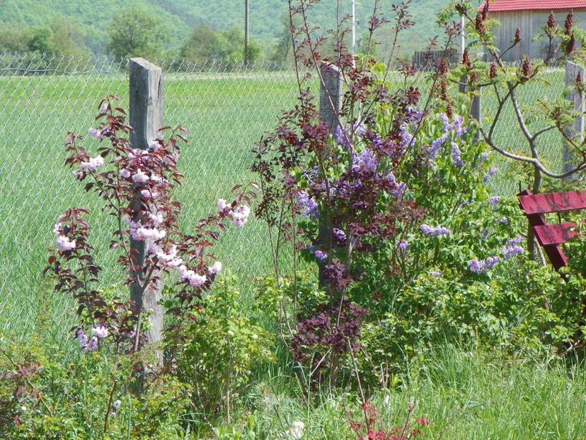 prunus Royal Burgundy, cotinus Royal Burgundy, liliac Royalty - z-Dobarland 2018
