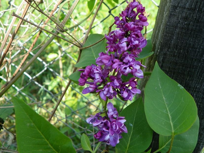 liliac Charles Joly - z-Dobarland 2018