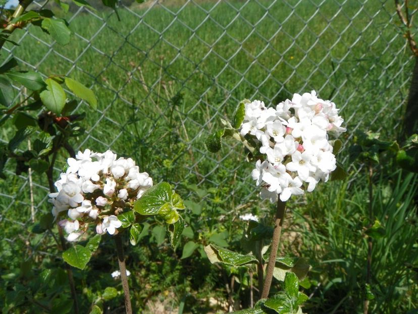 viburnum Anne Russell - z-Dobarland 2018