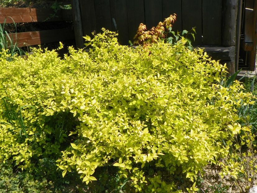 spiraea Gold Mound - z-Dobarland 2018