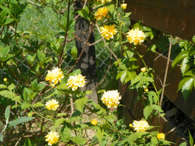 kerria japonica - z-Dobarland 2018