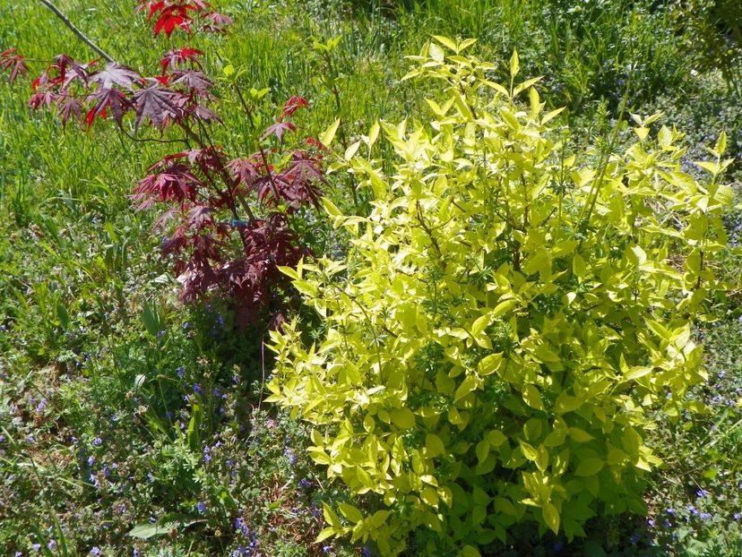 philadelphus aureus si acer palm. Trompenburg - z-Dobarland 2018