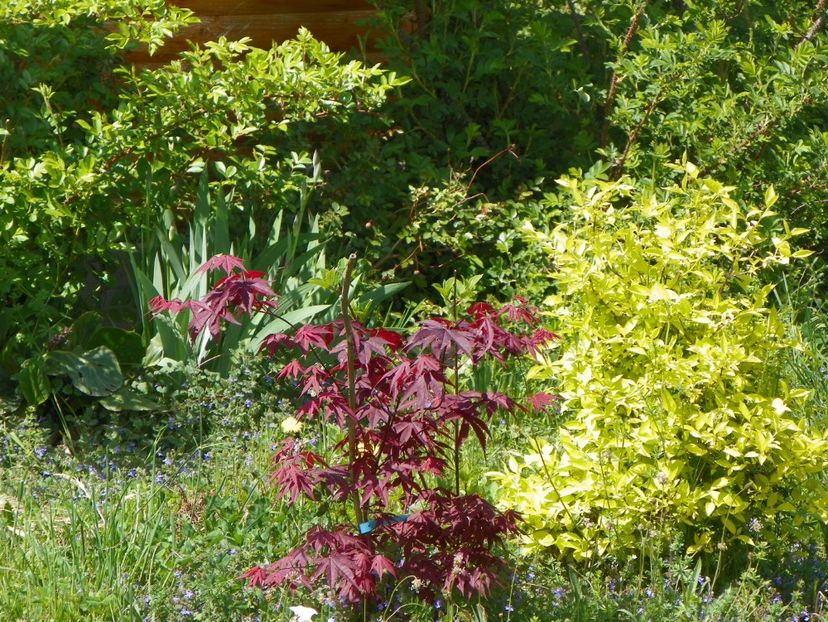 acer palmatum Trompenburg si philadelphus aureus - z-Dobarland 2018