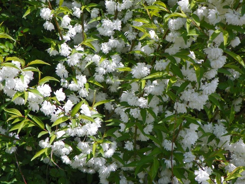 prunus gland. Alba plena - z-Dobarland 2018