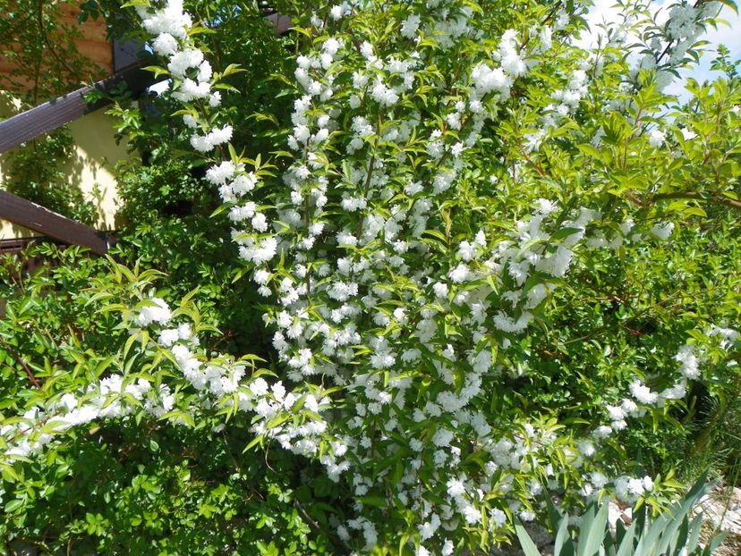 prunus gland. Alba plena - z-Dobarland 2018