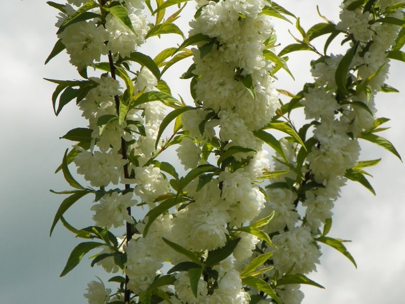 prunus gland. Alba plena - z-Dobarland 2018