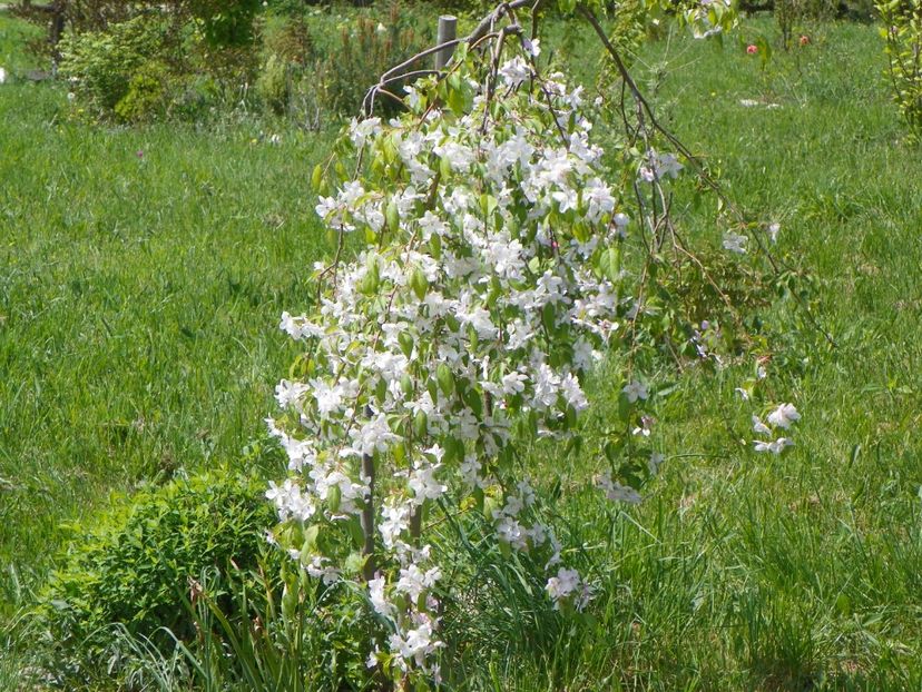 malus Sun Rival - z-Dobarland 2018