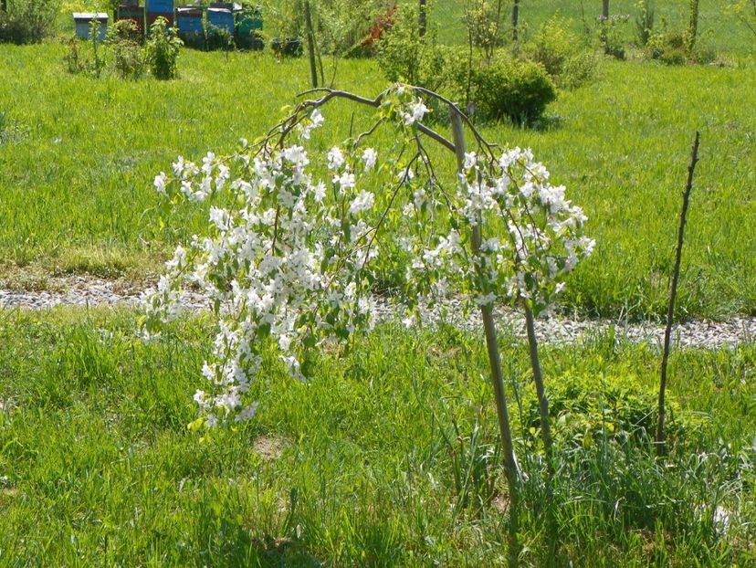 malus Sun Rival - z-Dobarland 2018