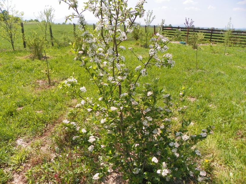 aronia Nero si mar Golden Delicious - z-Dobarland 2018