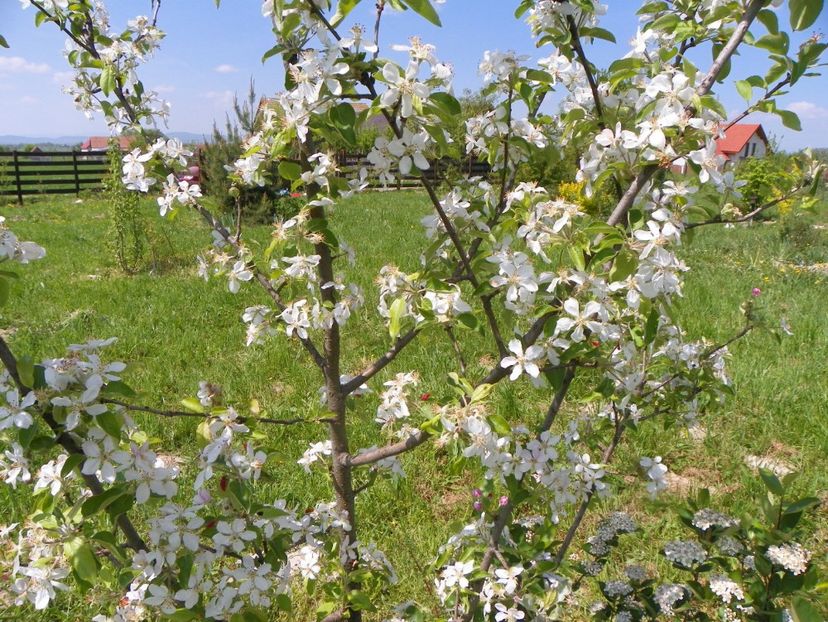 mar Golden Delicious - z-Dobarland 2018