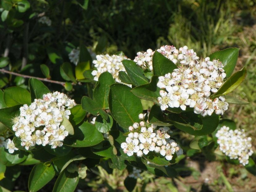 aronia Nero - z-Dobarland 2018