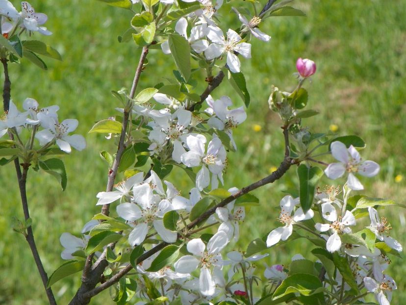 mar Golden Delicious - z-Dobarland 2018