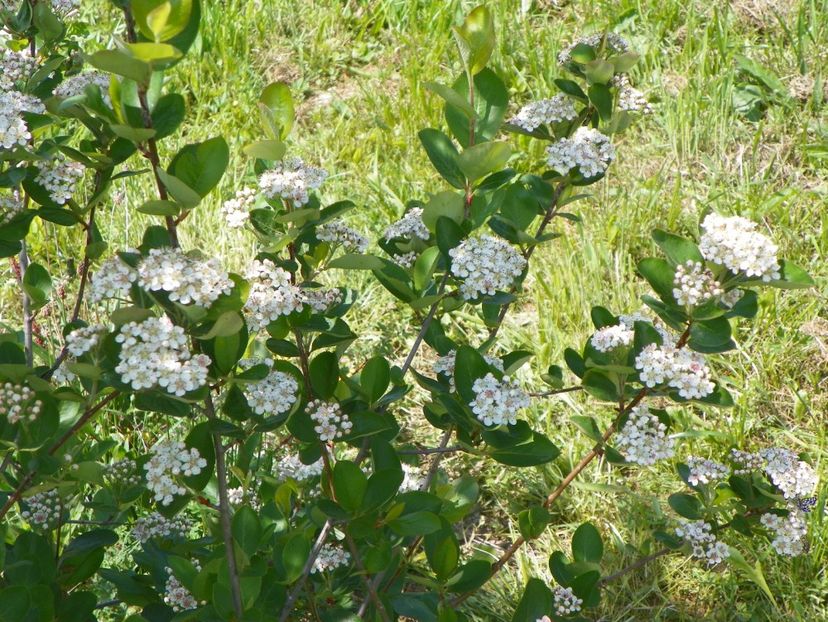 aronia Nero - z-Dobarland 2018