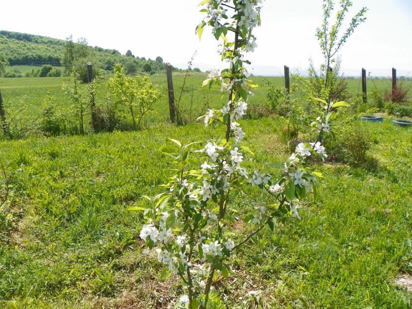 malus John Downie - z-Dobarland 2018