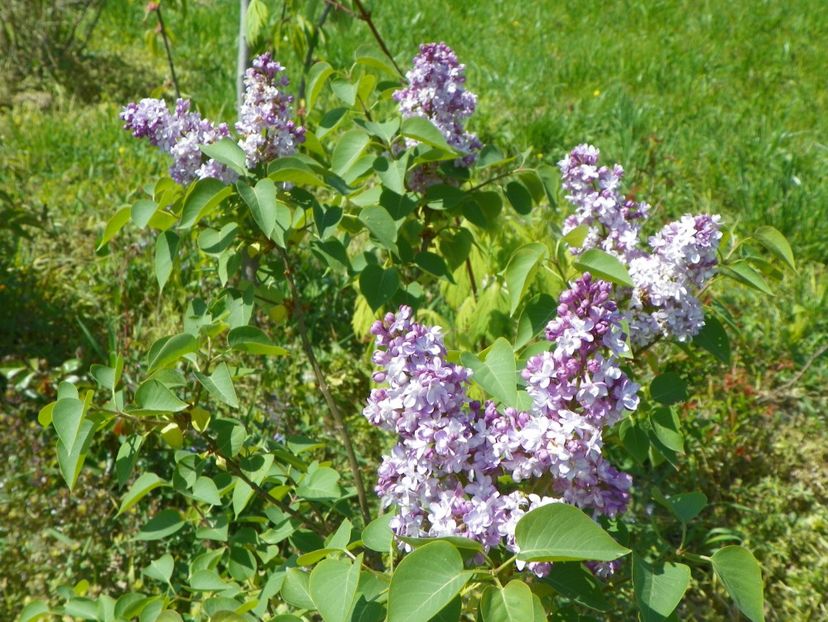 liliac Katherine Havemeyer - z-Dobarland 2018