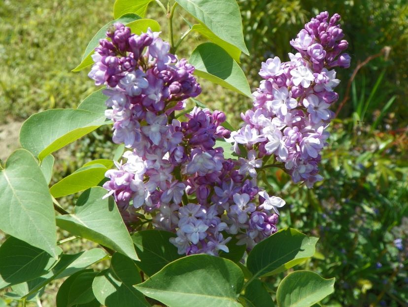 liliac Katherine Havemeyer - z-Dobarland 2018