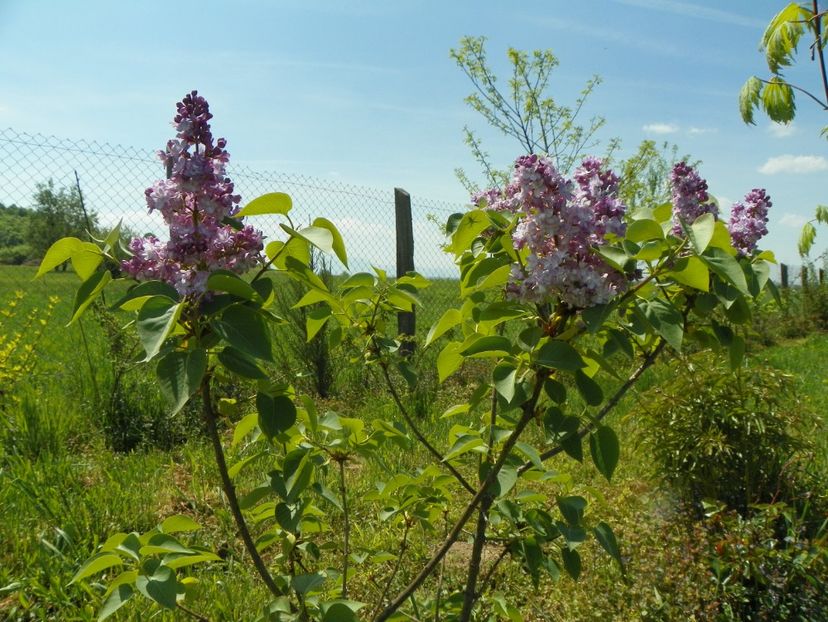 liliac Katherine Havemeyer - z-Dobarland 2018