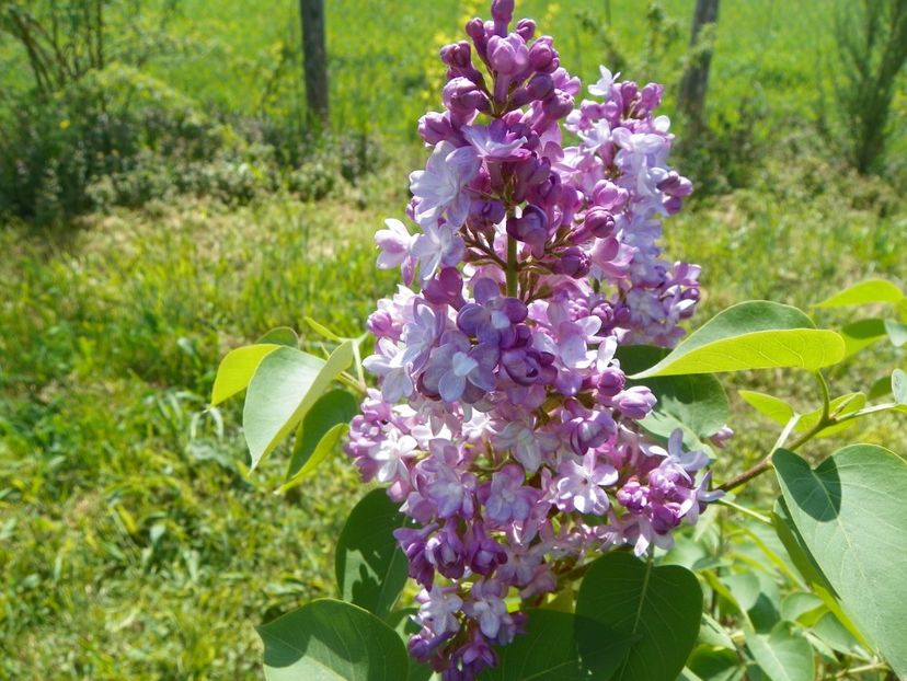 liliac Katherine Havemeyer - z-Dobarland 2018