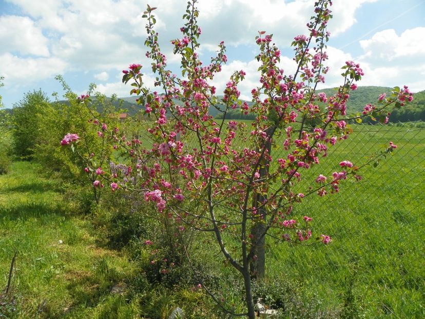malus Brandywine - z-Dobarland 2018