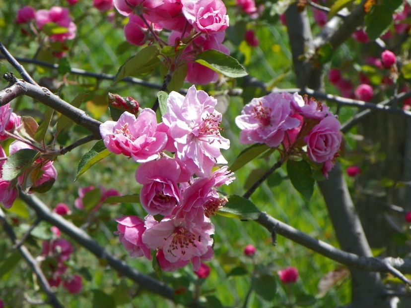 malus Brandywine - z-Dobarland 2018