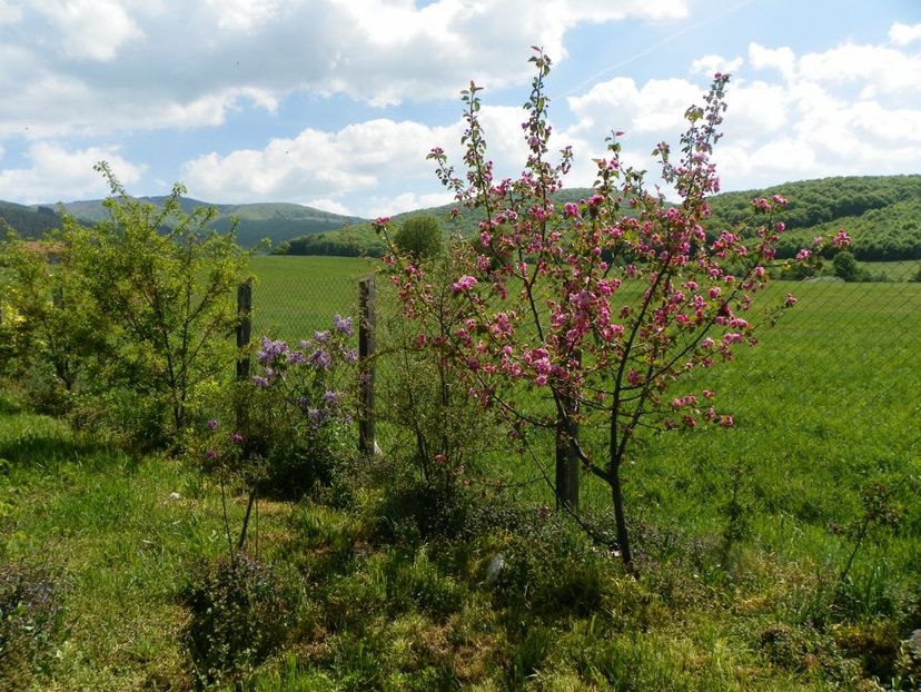 malus Brandywine - z-Dobarland 2018