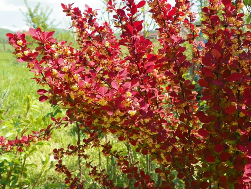 berberis Orange Rocket - z-Dobarland 2018