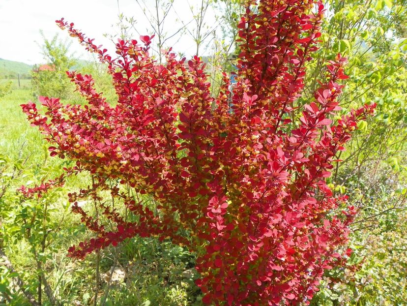 berberis Orange Rocket - z-Dobarland 2018