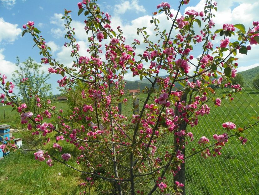 malus Brandywine - z-Dobarland 2018