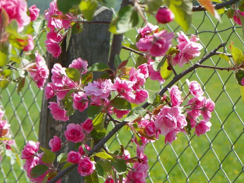 malus Brandywine - z-Dobarland 2018