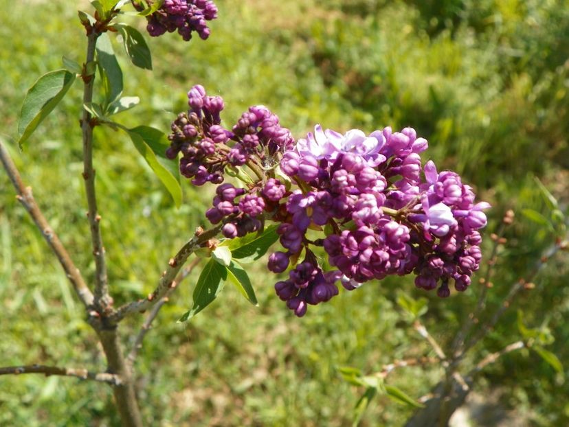 liliac Prince Wolkonsky - z-Dobarland 2018
