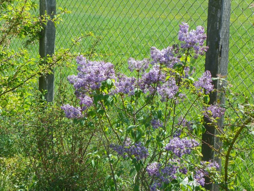 liliac Marechal Foch - z-Dobarland 2018