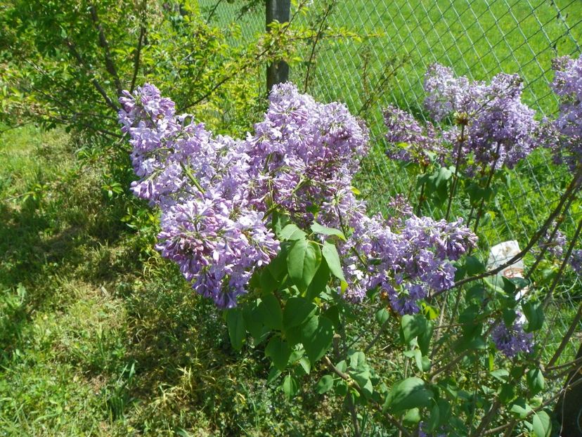 liliac Marechal Foch - z-Dobarland 2018