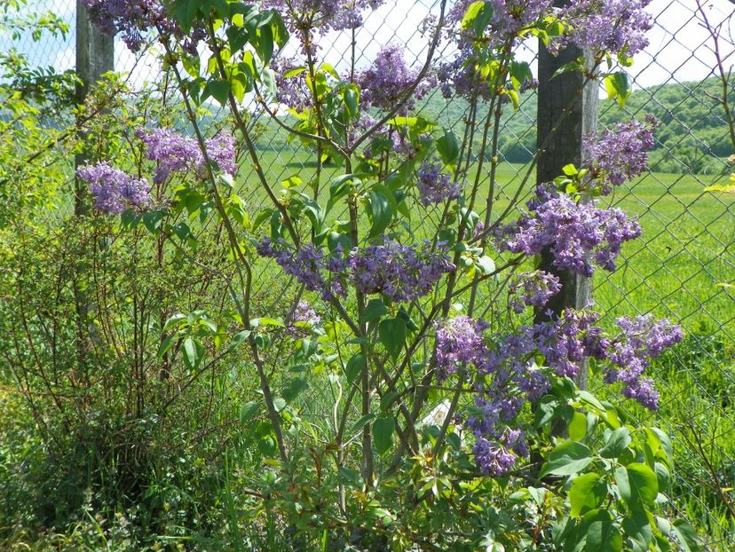 liliac Marechal Foch - z-Dobarland 2018