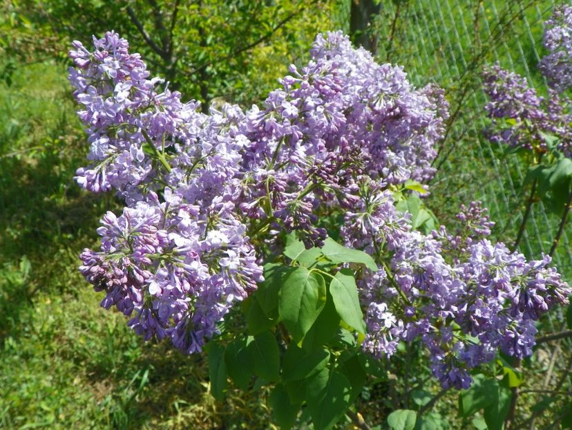 liliac Marechal Foch - z-Dobarland 2018
