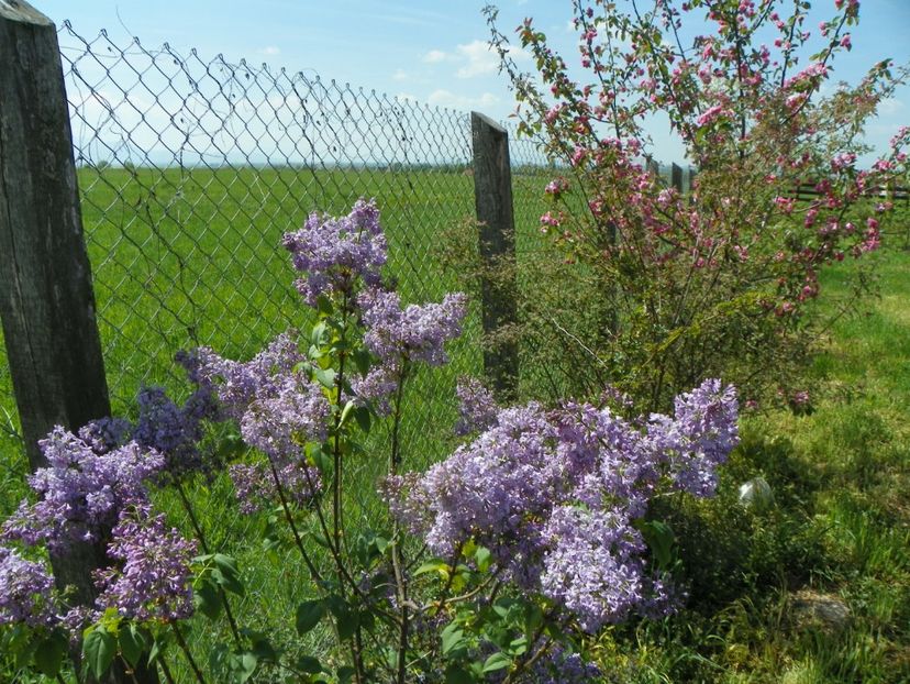 liliac Marechal Foch si malus Brandywine - z-Dobarland 2018