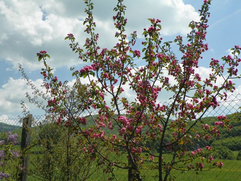 malus Brandywine - z-Dobarland 2018