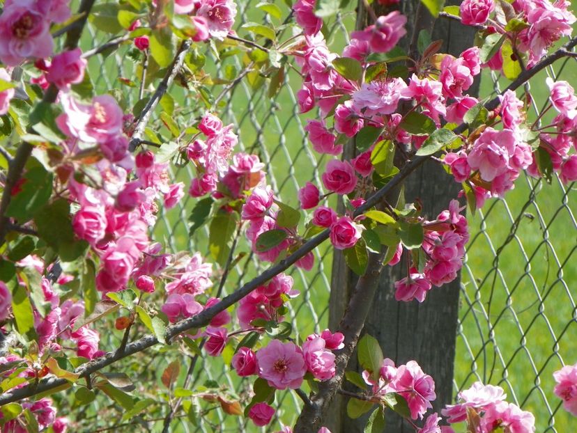 malus Brandywine - z-Dobarland 2018