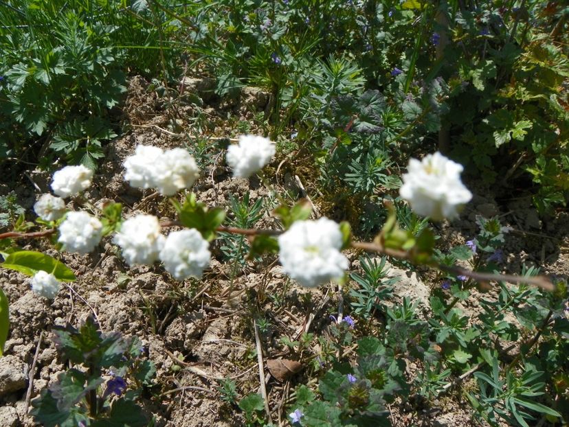 spiraea prunifolia Pleniflora - z-Dobarland 2018