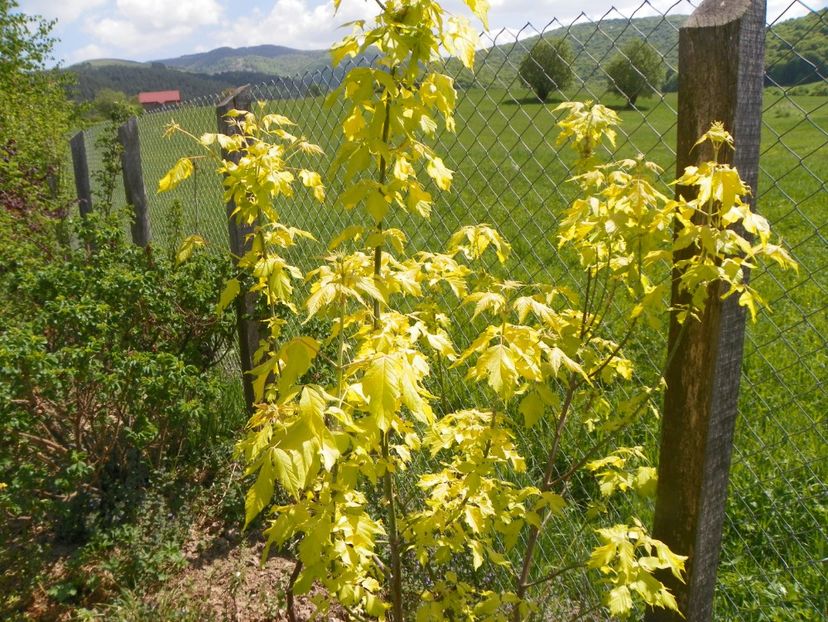 acer negundum Kelly's Gold - z-Dobarland 2018