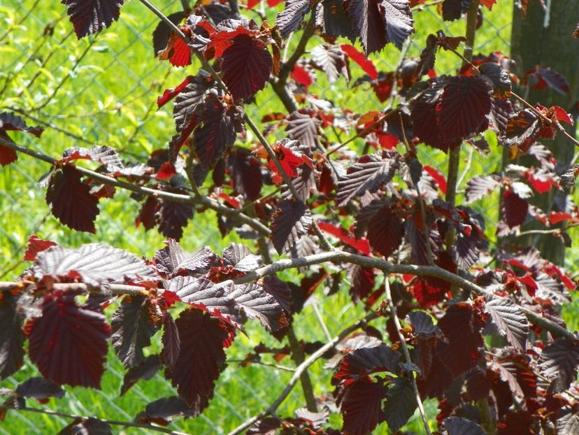 corylus Maxima Purpurea - z-Dobarland 2018