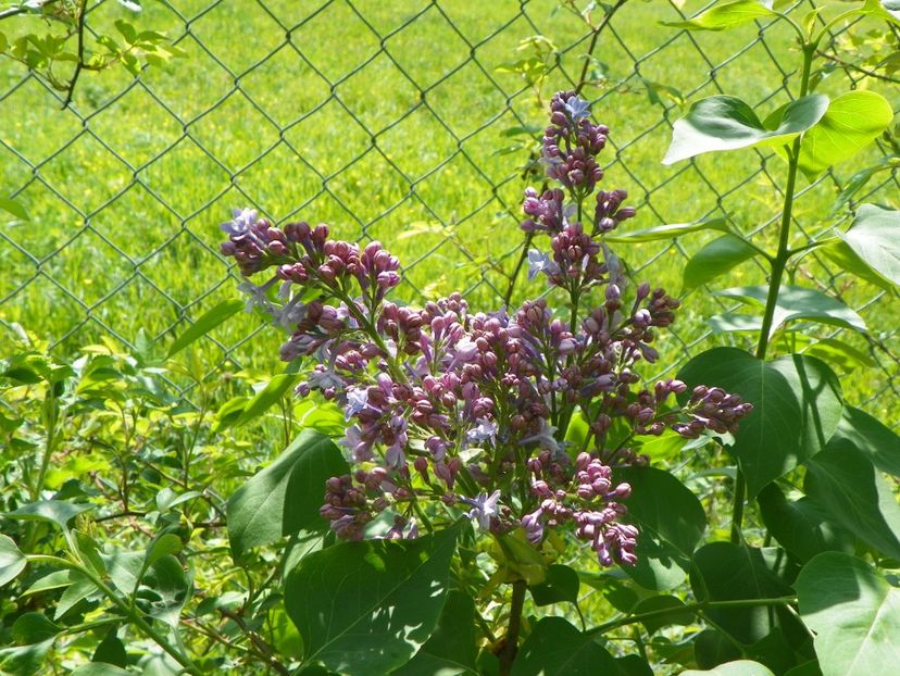 liliac President Grevy - z-Dobarland 2018