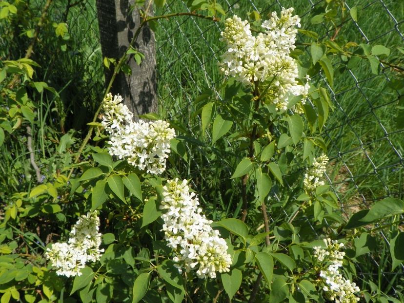 liliac Primerose - z-Dobarland 2018