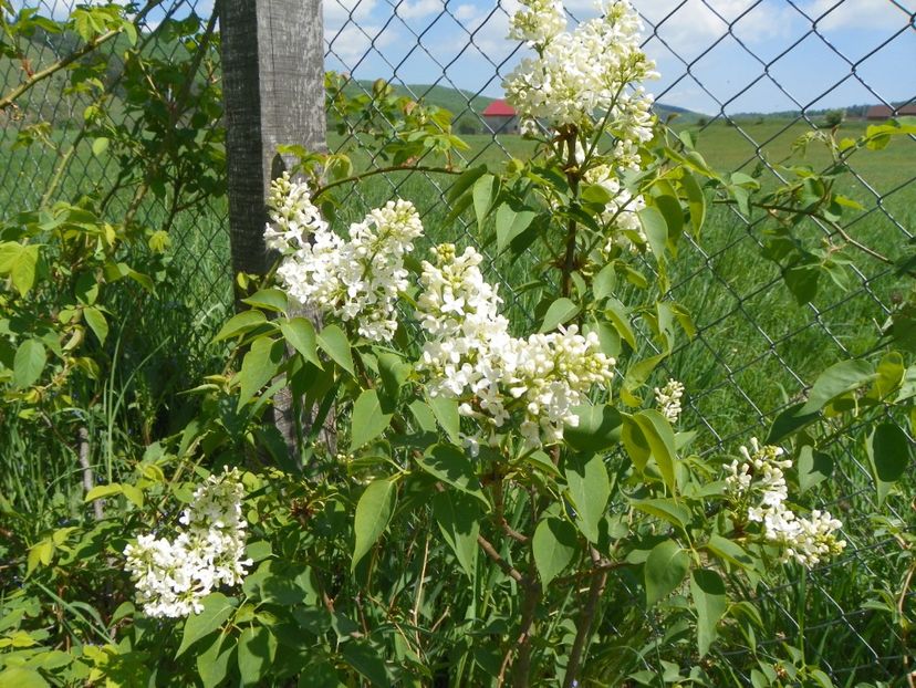 liliac Primerose - z-Dobarland 2018