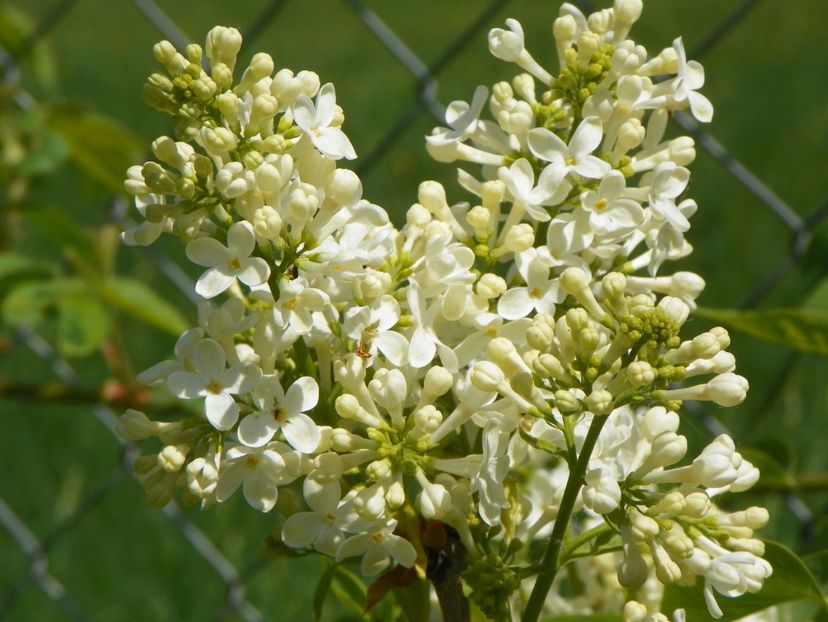 liliac Primerose - z-Dobarland 2018