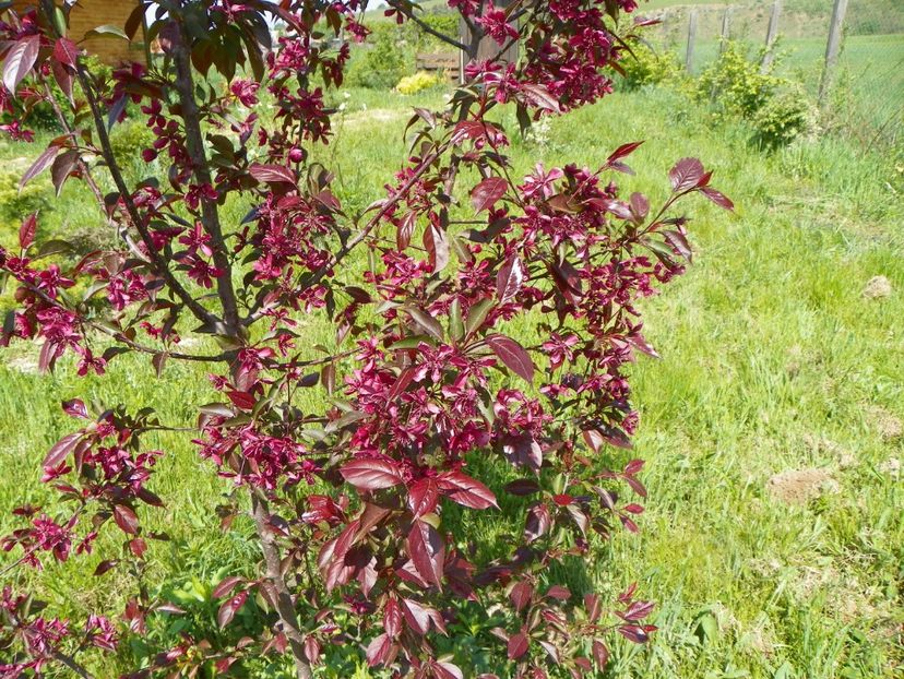 malus Royalty - z-Dobarland 2018
